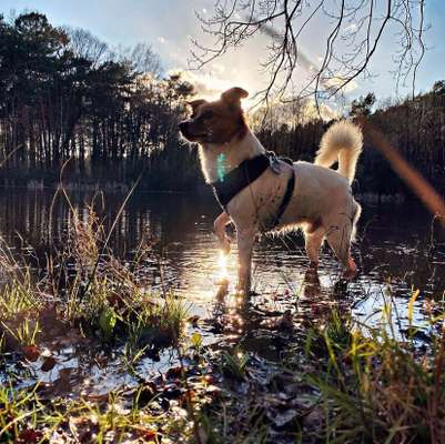 Mehrhundehaltung oder Einzelhund?-Beitrag-Bild