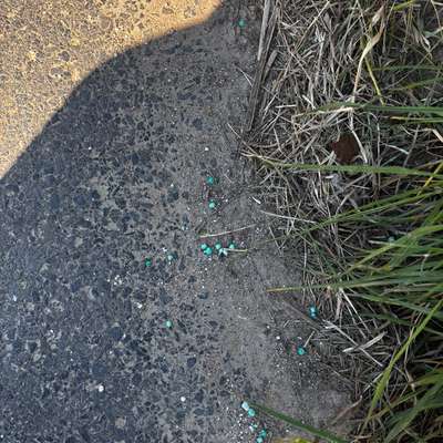 Giftköder-Blaue Körnchen!!!-Bild