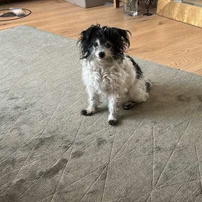 Vibrationshalsband für taube Hunde-Beitrag-Bild