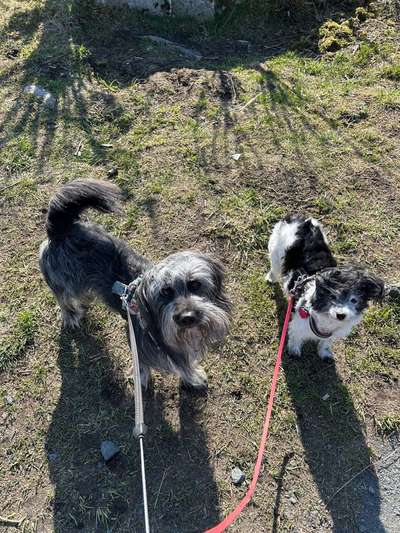 Hundetreffen-Gassi-Partner gesucht-Bild