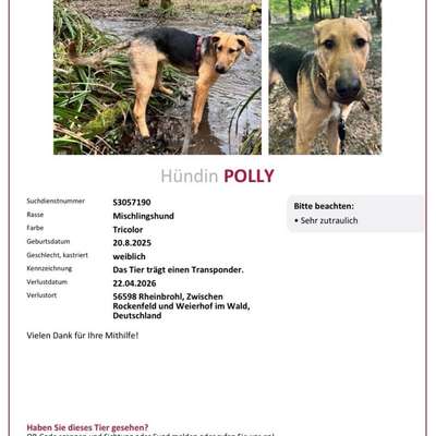 Suchmeldung-Polly-Bild