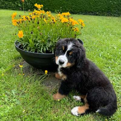 Hundetreffen-Welpentreffen in Dinslaken/Barmingholten-Bild