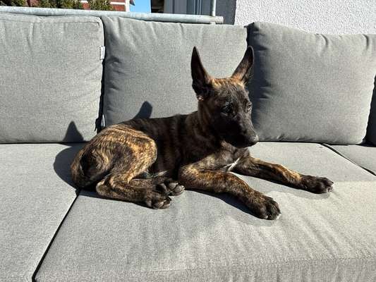 Hundetreffen-Welpen kennenlernen in Witten Hundewiese-Bild