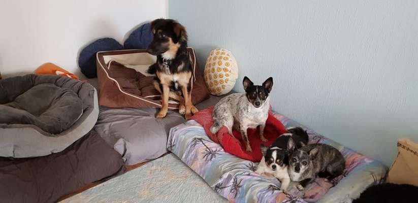 Bester Freund, Hundekumpel - zeigt her!-Beitrag-Bild