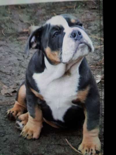 Welpenfotos-Beitrag-Bild