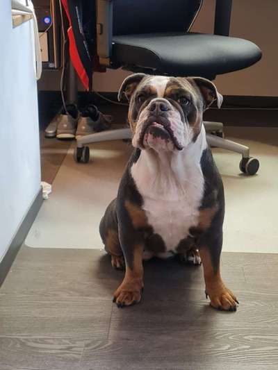 Welpenfotos-Beitrag-Bild