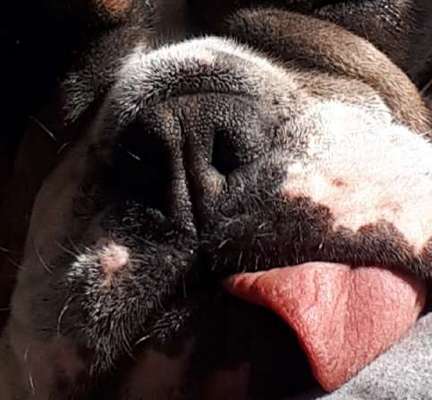 Zeigt her eure Hundenasen-Beitrag-Bild