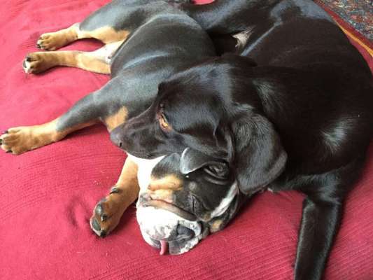 Bester Freund, Hundekumpel - zeigt her!-Beitrag-Bild