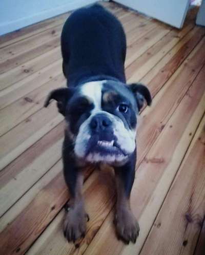 Lustige Bilder-Beitrag-Bild