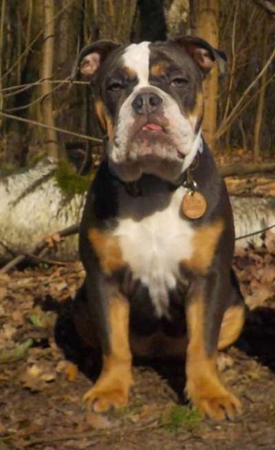 Hund und Natur-Beitrag-Bild