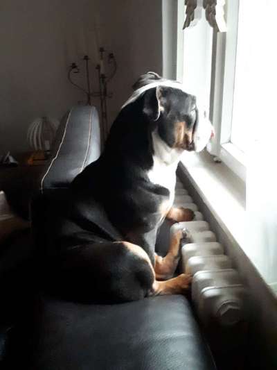 Challenge Nr 14
Eure Fellnasen auf ihrem Lieblingsplatz-Beitrag-Bild