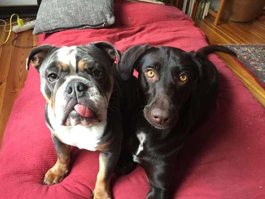 Bester Freund, Hundekumpel - zeigt her!-Beitrag-Bild