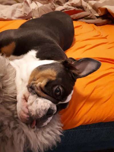 Gemeinsames Kuscheln im Bett!-Beitrag-Bild