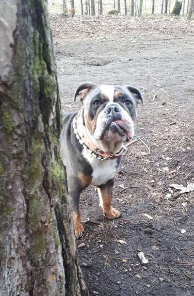 Fotochallenge No. 26                                     Wald und Wiese-Beitrag-Bild