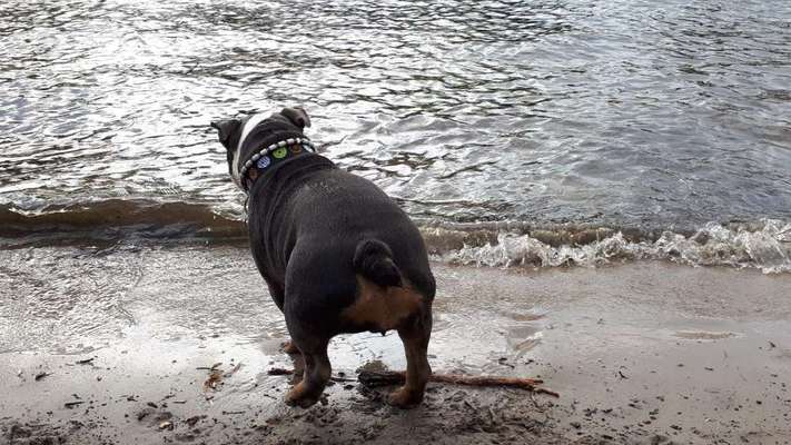 Dogorama-Monats-Challenge-Mai "Wasser"-Beitrag-Bild