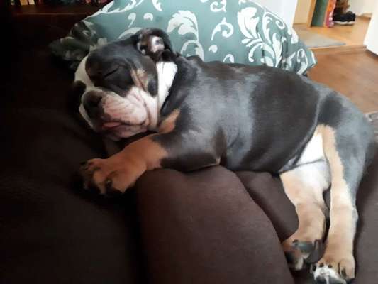 Welpen Bilder !-Beitrag-Bild