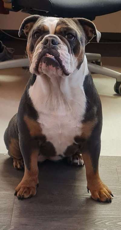 Olde English Bulldogge-Beitrag-Bild