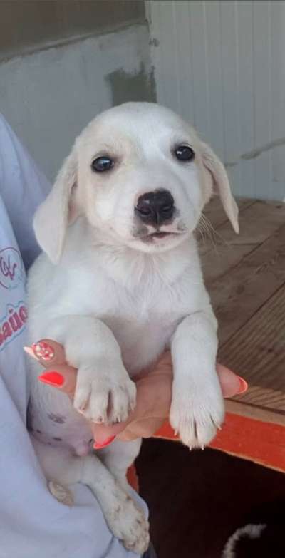 Das erste Bild eures Hundes-Beitrag-Bild