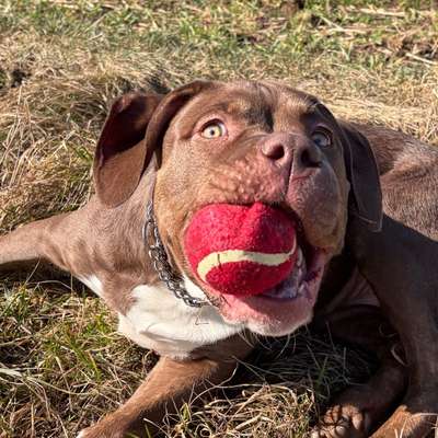 Hundetreffen-Welpentreffen in Mühlhausen/Thüringen und Umgebung-Bild
