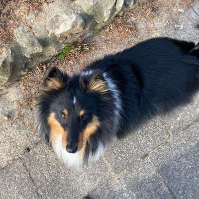 Hundetreffen-Feldrunde Richtung Engelsdorf