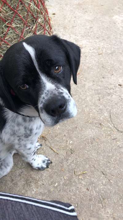 Seltene Rassen!-Beitrag-Bild