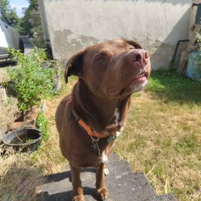 Hundetreffen-Hundefreunde gesucht 🐾-Bild