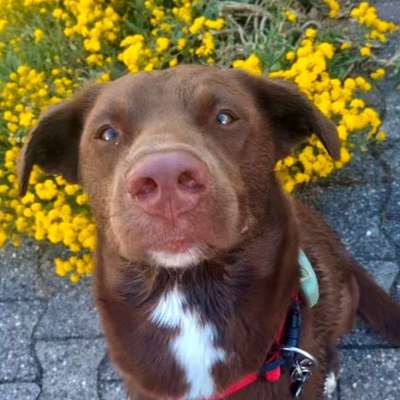 Hundetreffen-Hundefreunde gesucht 🐾-Profilbild