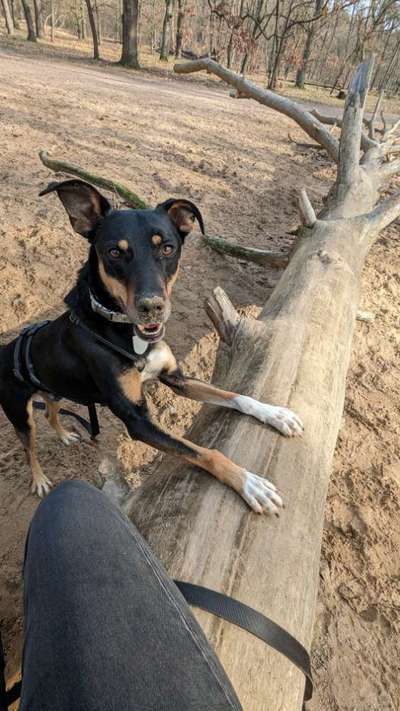 Hundetreffen-Gassi-Kumpel Königsheide-Bild