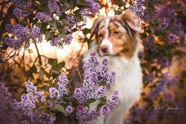 Fotowettbewerb Natur-Beitrag-Bild