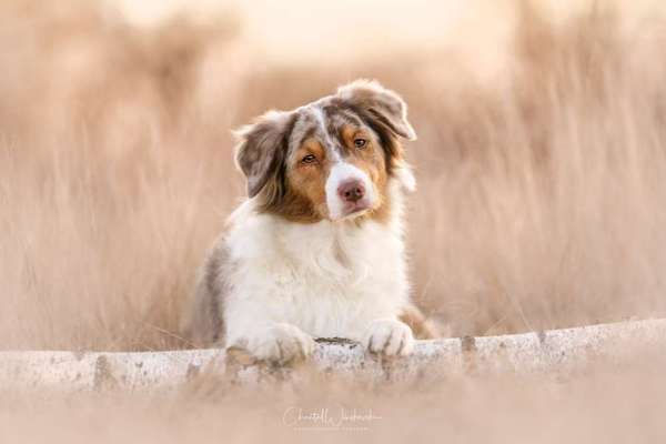 28. Farben Foto Challenge * BEIGE *-Beitrag-Bild