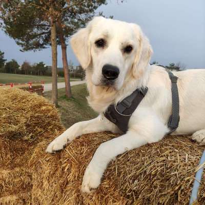 Wo sind die Golden Retriever Liebhaber?-Beitrag-Bild