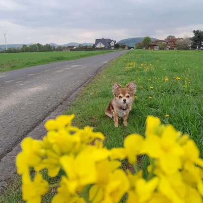 Hundetreffen-Bijou sucht Hundefreund zum Spielen & Gassi gehen-Bild