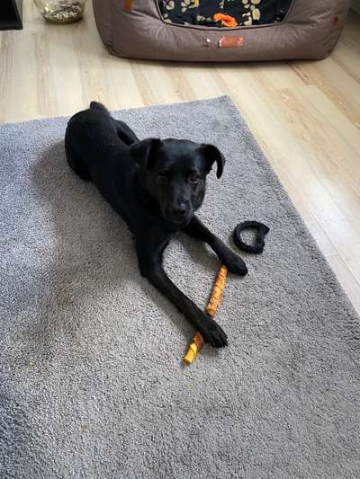 Hundetreffen-Spielstunde-Bild