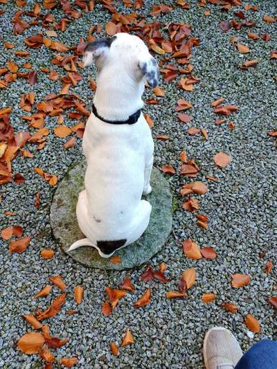 Wo sind meine AMERICAN BULLDOGS?-Beitrag-Bild