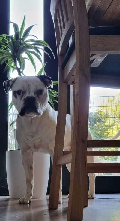 Wo sind meine AMERICAN BULLDOGS?-Beitrag-Bild