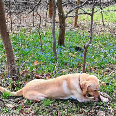 Challenge 23 : "  Euer Hund beim Frühlingserwachen "-Beitrag-Bild