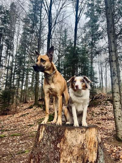 Hundetreffen-Gemeinsames Training/ Spaziergang-Bild