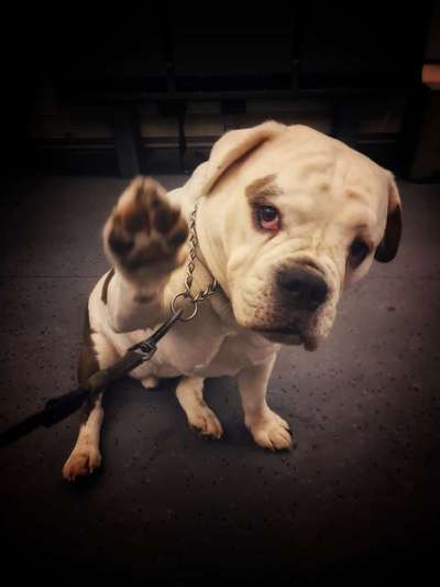 Welpenfotos-Beitrag-Bild