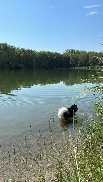 Hundeauslaufgebiet-Leibi - Leibisee-Bild