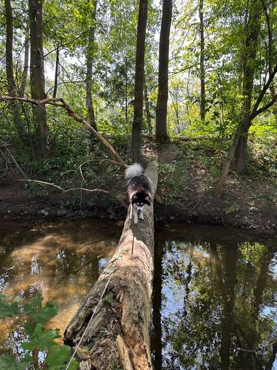 Hundeauslaufgebiet-Burlafingen - Nersingen - Fahlheim Donau Auen Wanderwege Waldwege-Bild