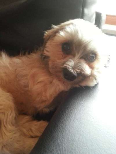 CHALLENGE NR. 19 - Der Hundeblick-Beitrag-Bild