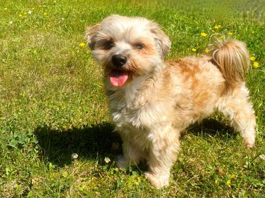 Mischlinge raten - Rätselspaß-Beitrag-Bild