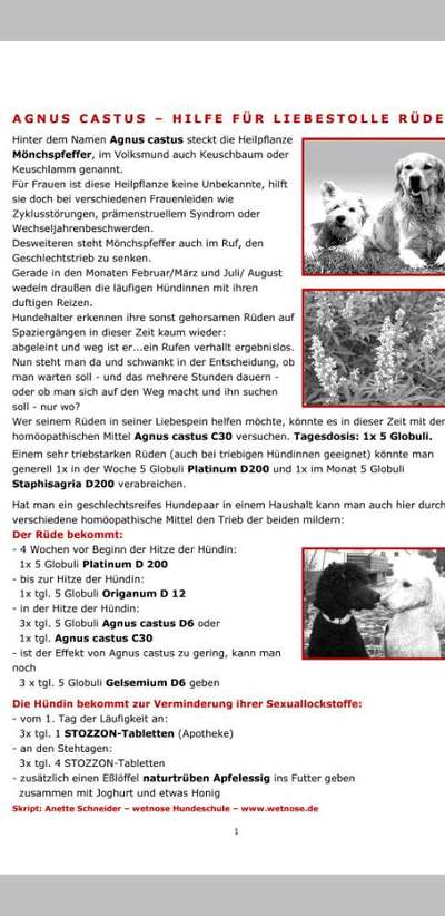 Erfahrungen mit Mönchspfeffer-Beitrag-Bild