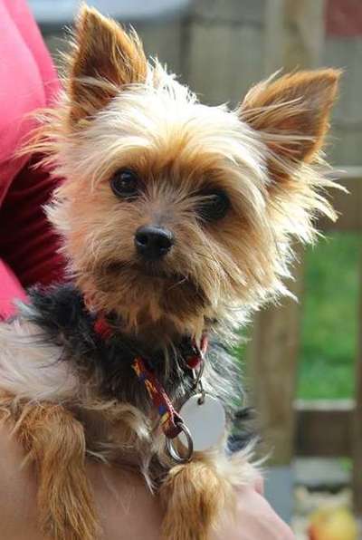 Nicht ganz alltägliche Hundenamen.
Wie kreativ wart ihr?-Beitrag-Bild