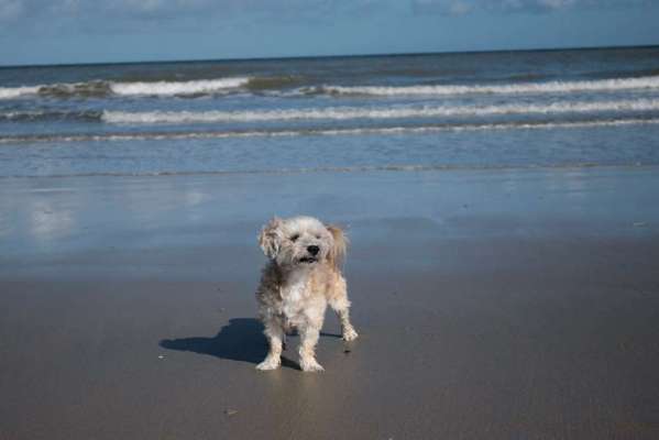 Nicht ganz alltägliche Hundenamen.
Wie kreativ wart ihr?-Beitrag-Bild