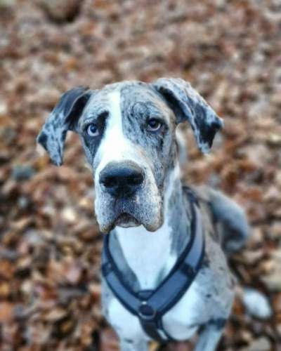 Deutsche Doggen Besitzer zeigt euch-Beitrag-Bild