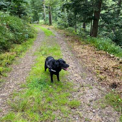 Hundetreffen-Gemeinsames Gassi gehen/Toberunde-Bild