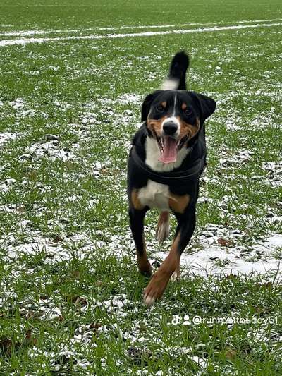 Appenzeller Sennenhunde-Beitrag-Bild