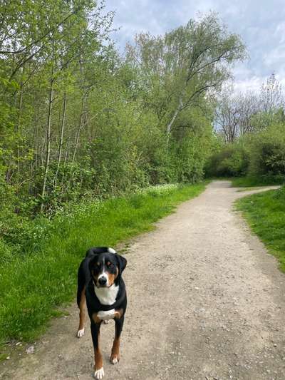 Berner Sennen-Beitrag-Bild