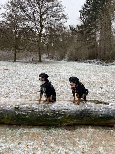 Dogorama Photo Challenge - Winterstimmung-Beitrag-Bild